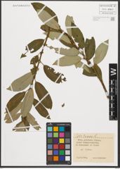 Foto von Salix triandra L.